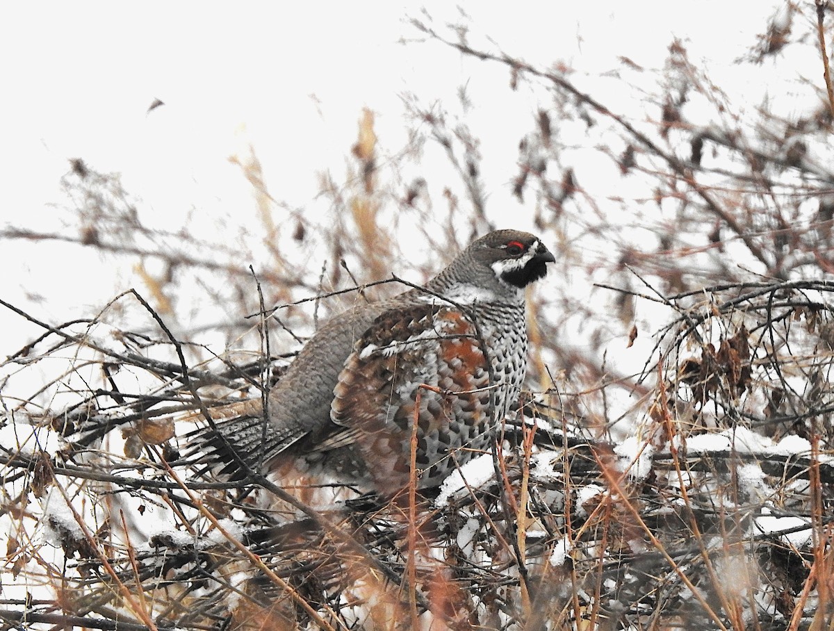 Hazel Grouse - ML634272762