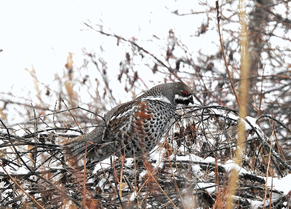 Hazel Grouse - ML634272763