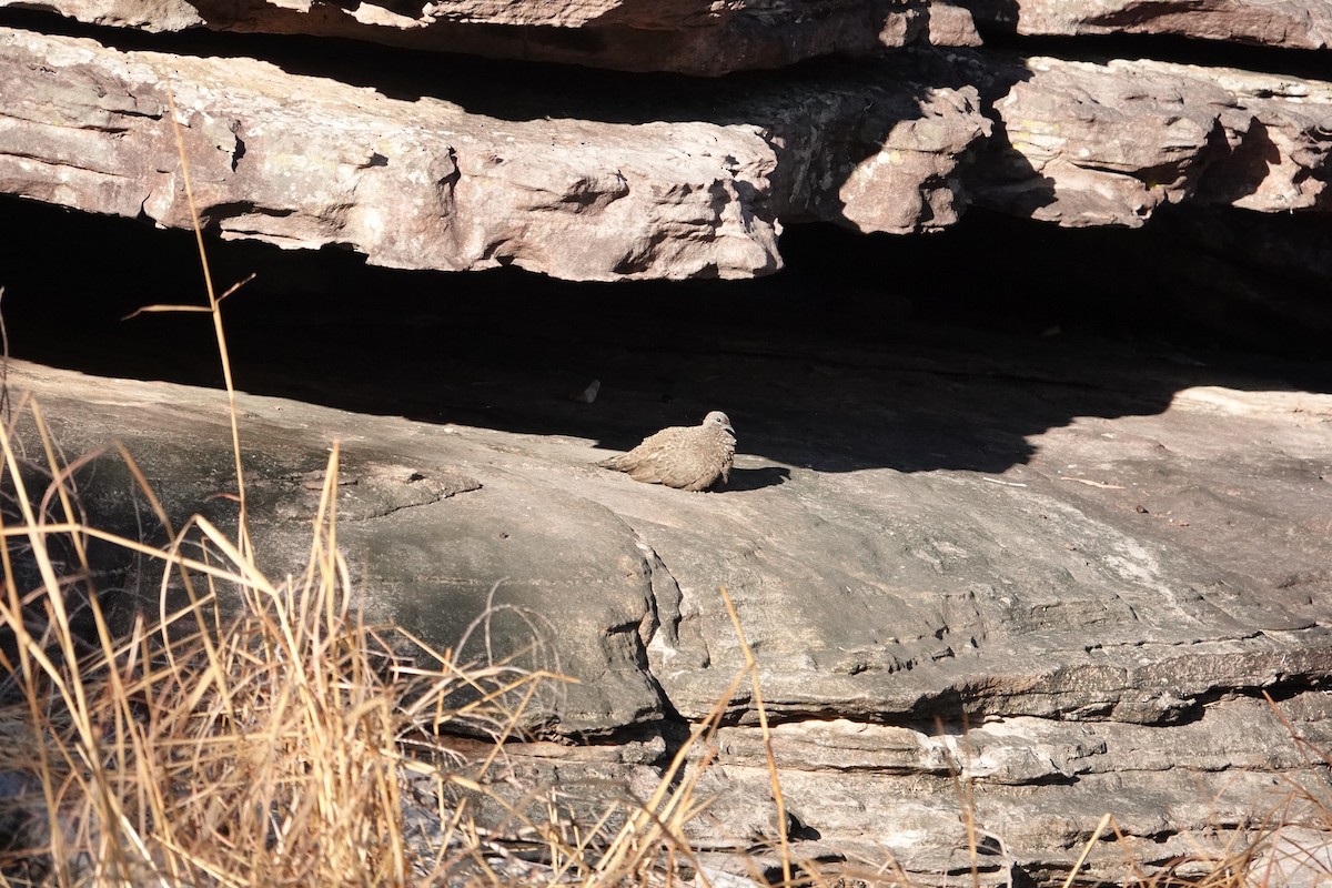 Chestnut-quilled Rock-Pigeon - ML634272793