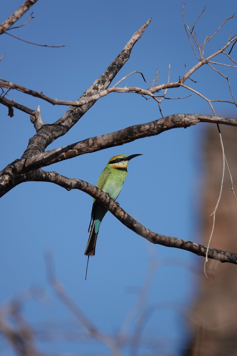 Rainbow Bee-eater - ML634272797