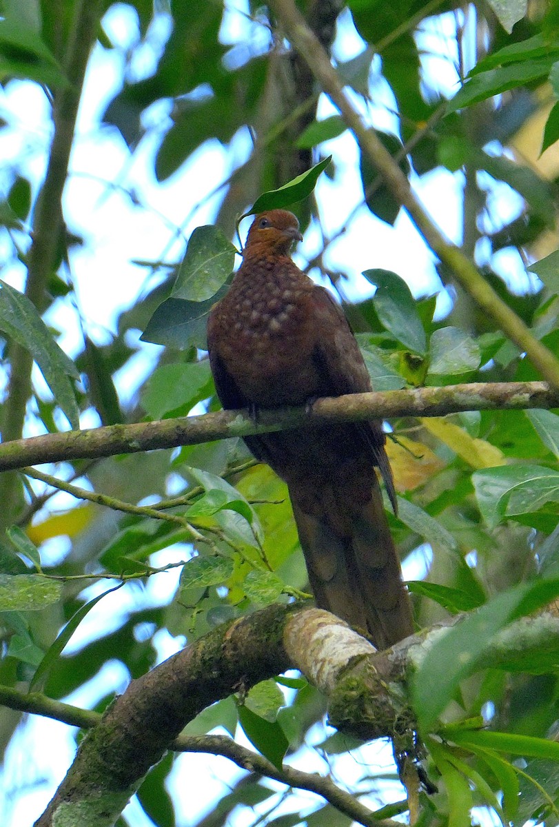 Andaman Cuckoo-Dove - ML634272823