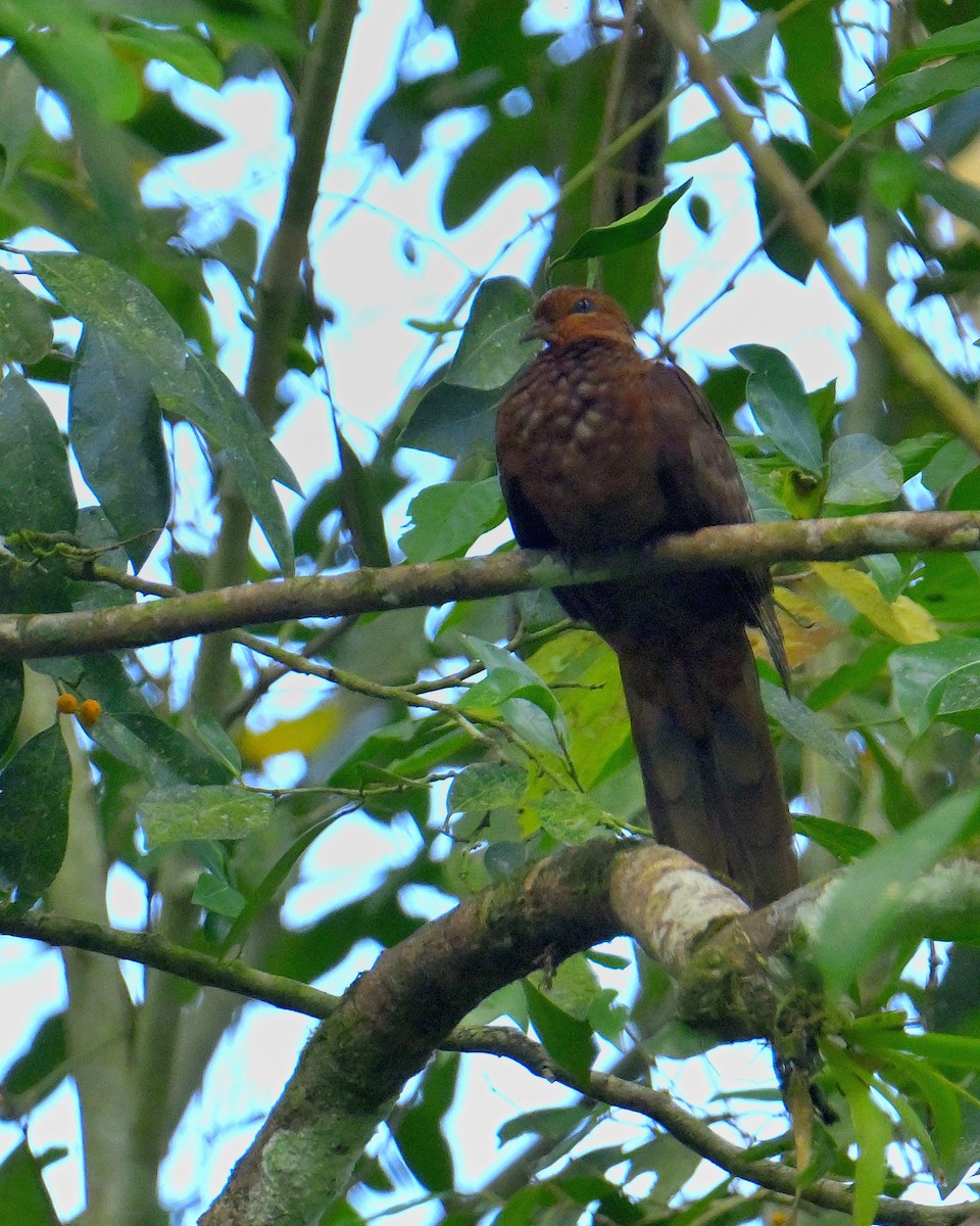 Andaman Cuckoo-Dove - ML634272824