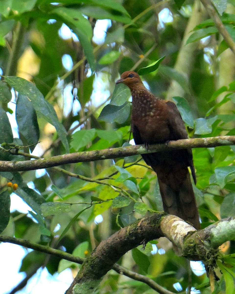 Andaman Cuckoo-Dove - ML634272825