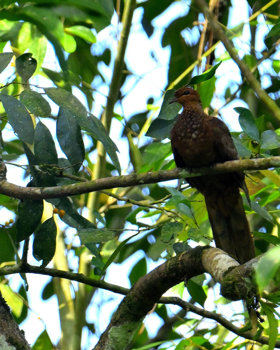Andaman Cuckoo-Dove - ML634272826