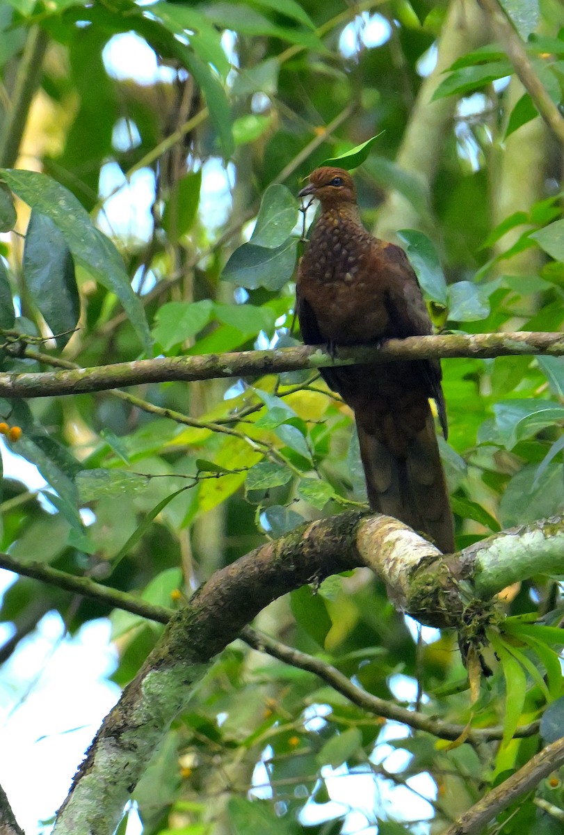 Andaman Cuckoo-Dove - ML634272827