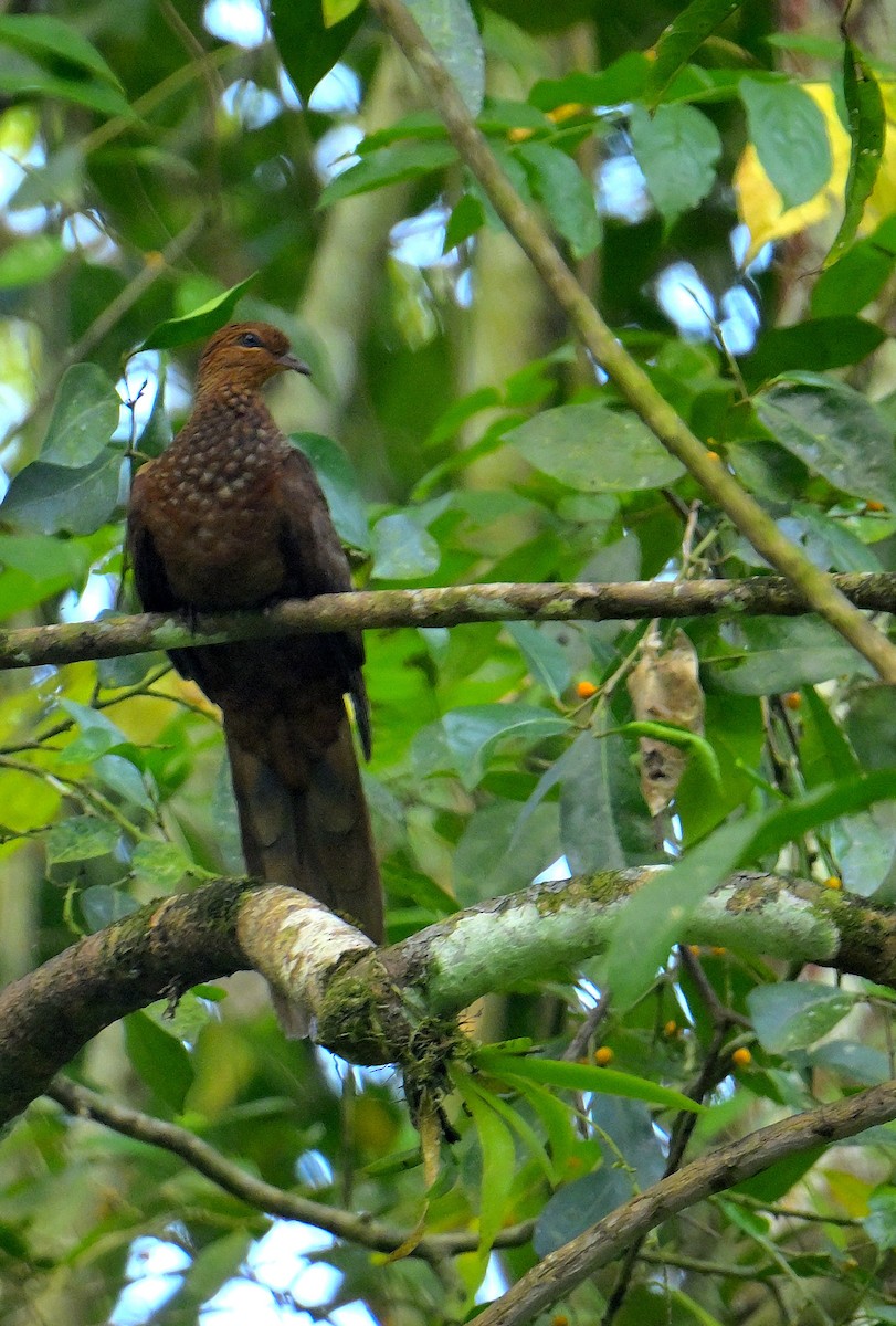Andaman Cuckoo-Dove - ML634272828