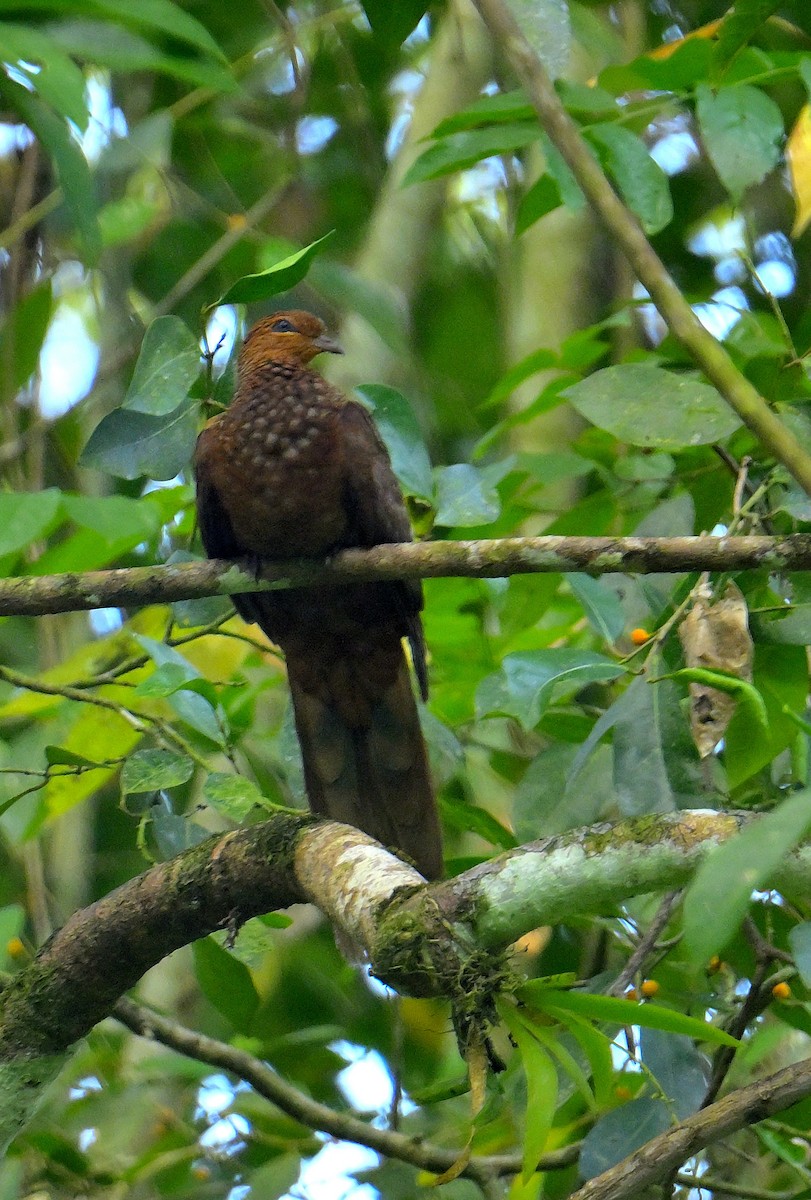 Andaman Cuckoo-Dove - ML634272829