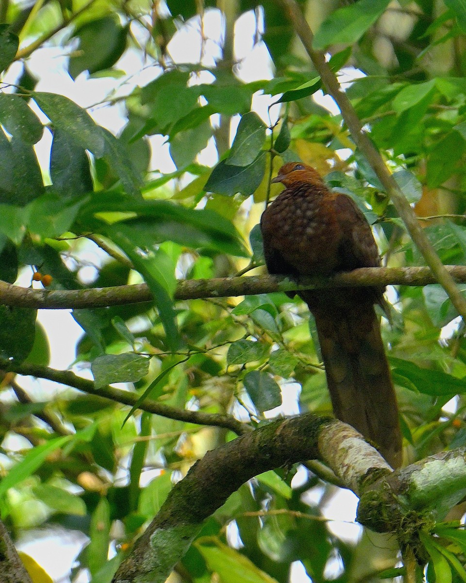 Andaman Cuckoo-Dove - ML634272830