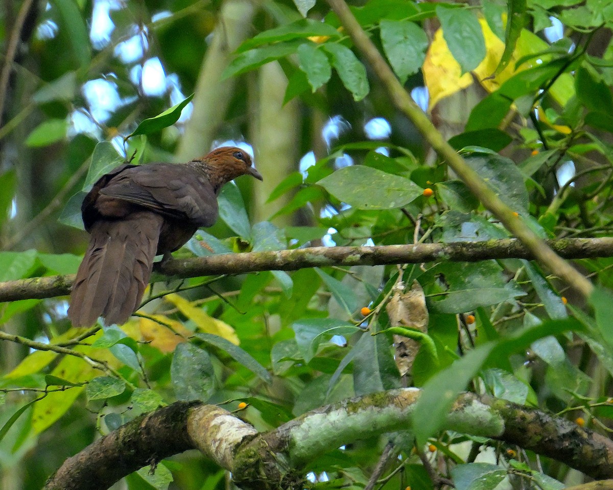 Andaman Cuckoo-Dove - ML634272831