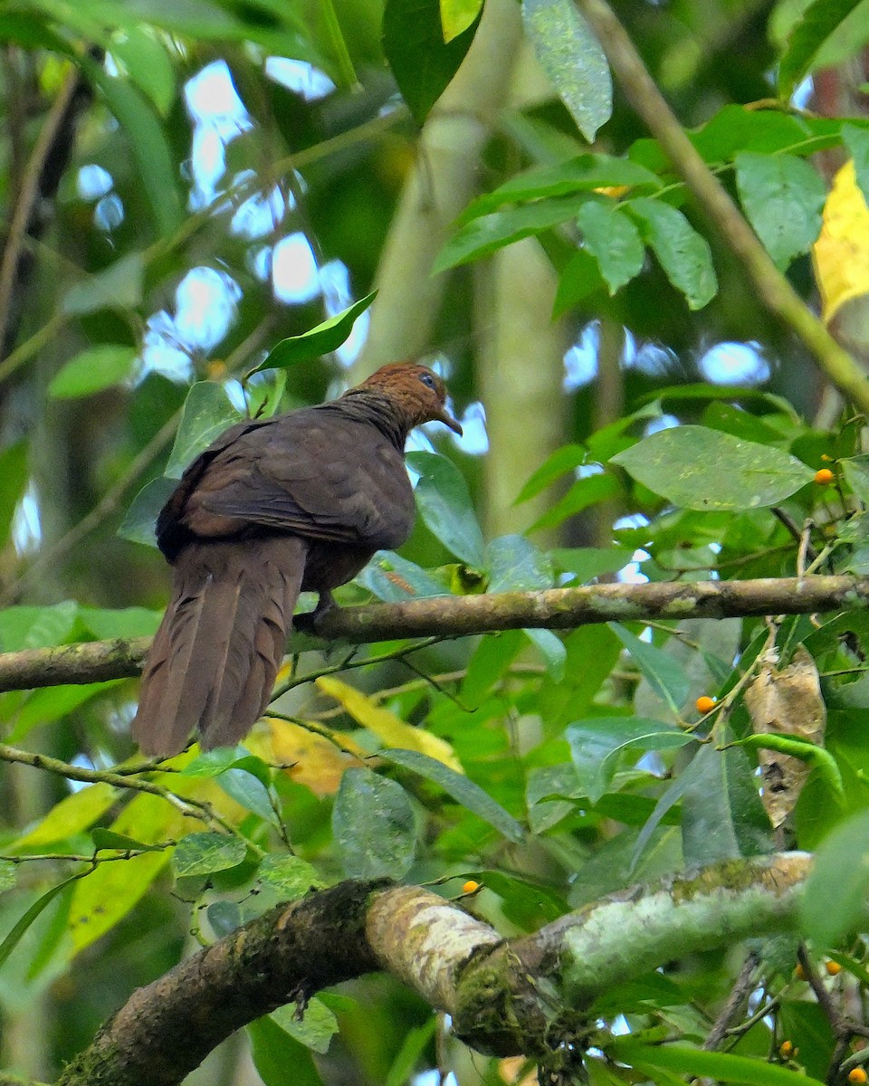 Andaman Cuckoo-Dove - ML634272832
