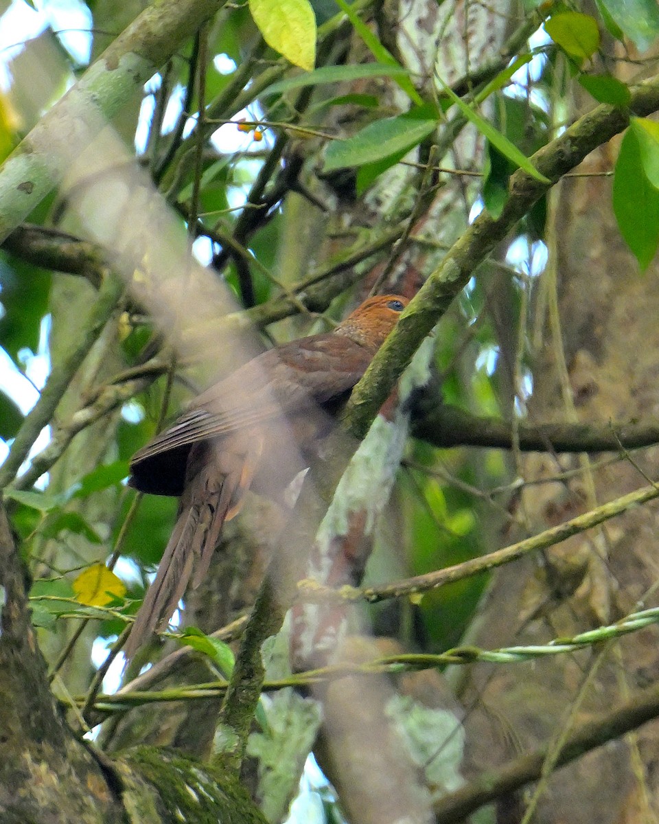 Andaman Cuckoo-Dove - ML634272833