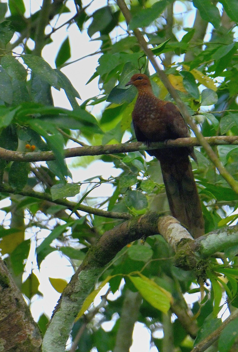 Andaman Cuckoo-Dove - ML634272834