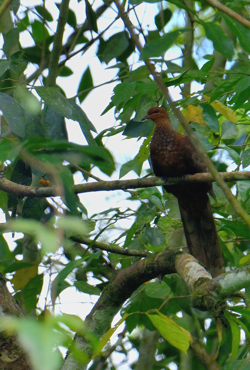 Andaman Cuckoo-Dove - ML634272835