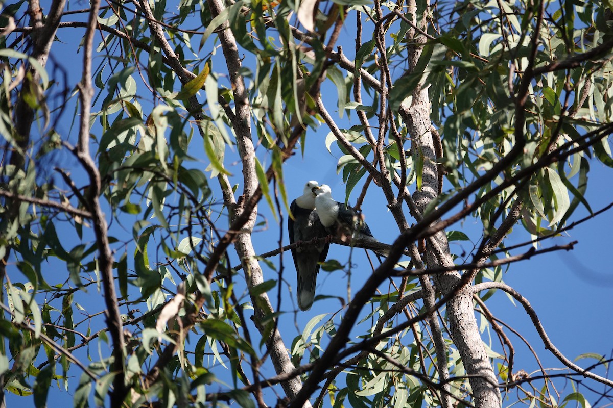 Black-banded Fruit-Dove - ML634272848