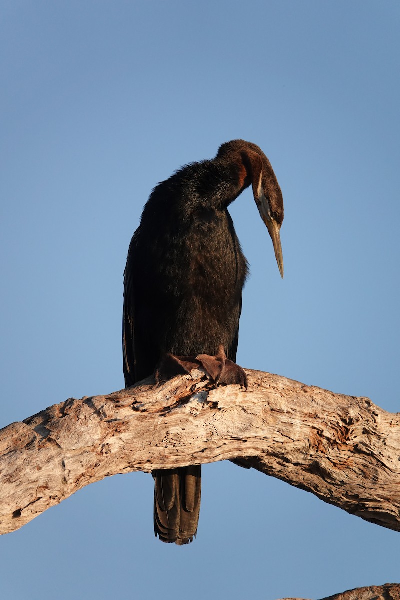 Australasian Darter - ML634272870