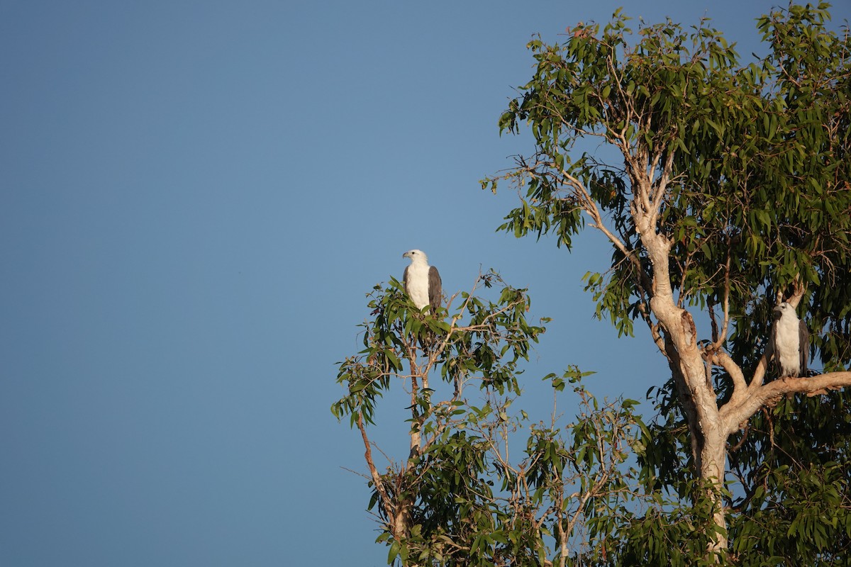 White-bellied Sea-Eagle - ML634272883