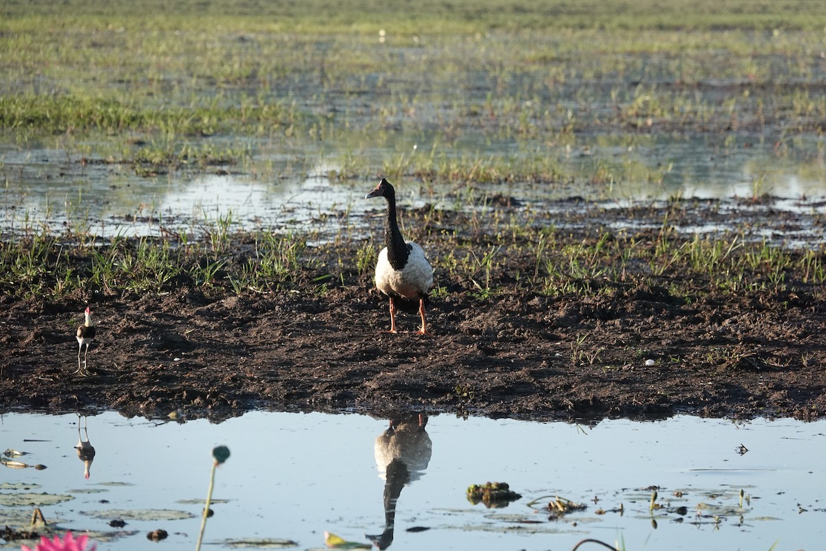 Magpie Goose - ML634272899