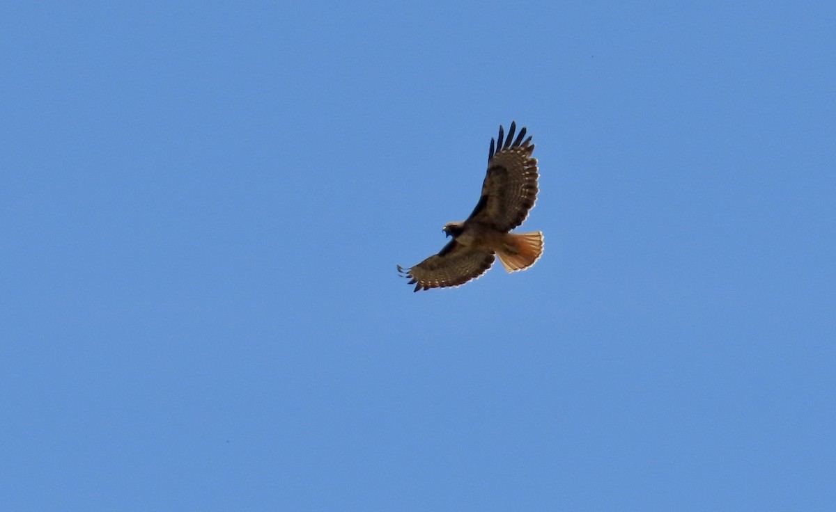 Red-tailed Hawk - ML634272913
