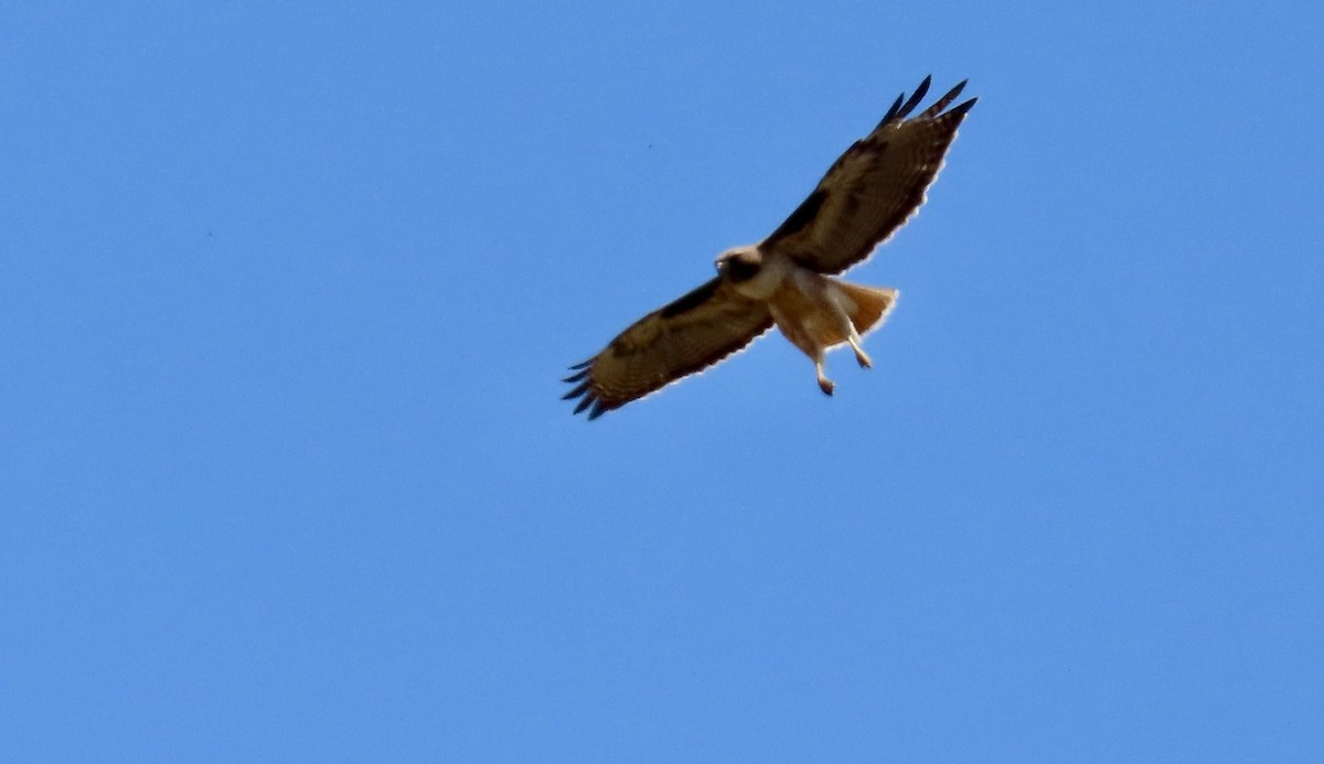 Red-tailed Hawk - ML634272919