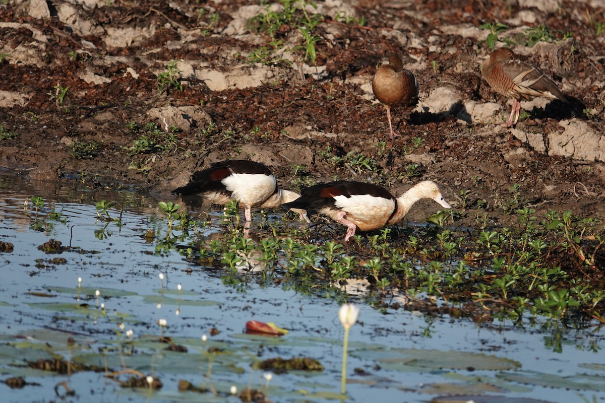Radjah Shelduck - ML634272924