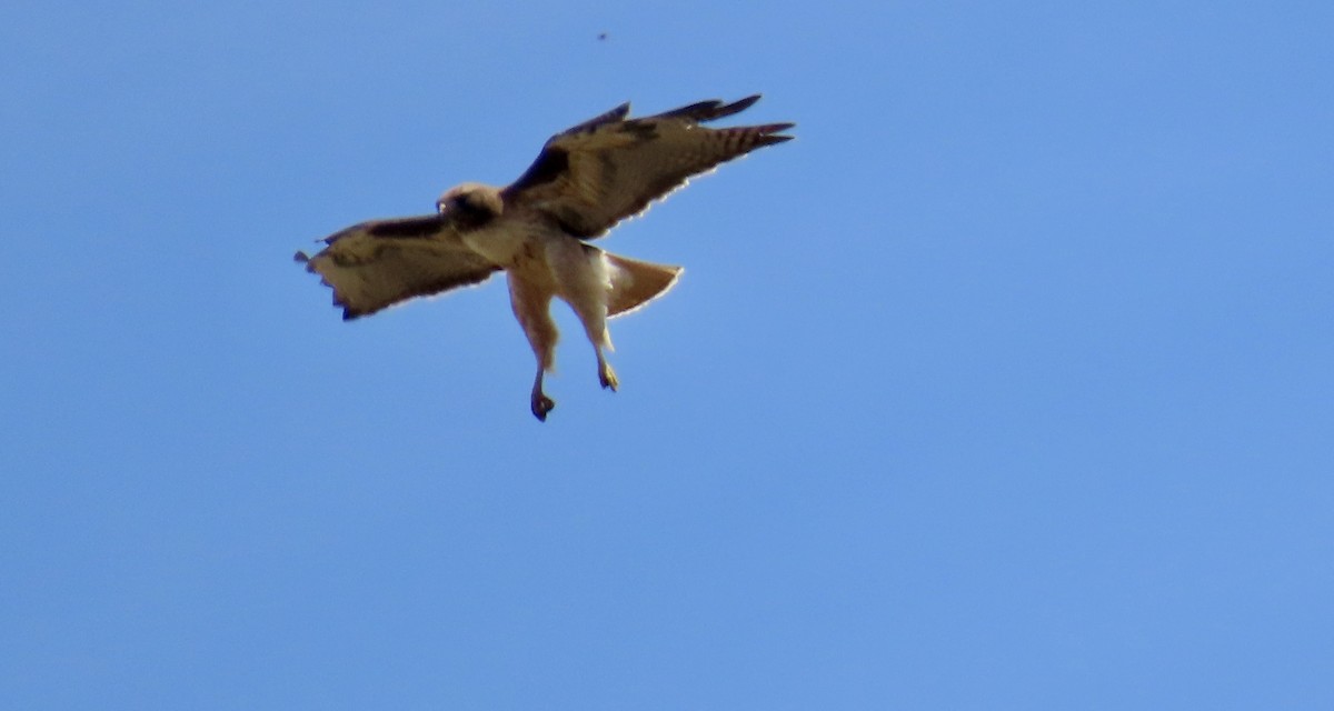 Red-tailed Hawk - ML634272927