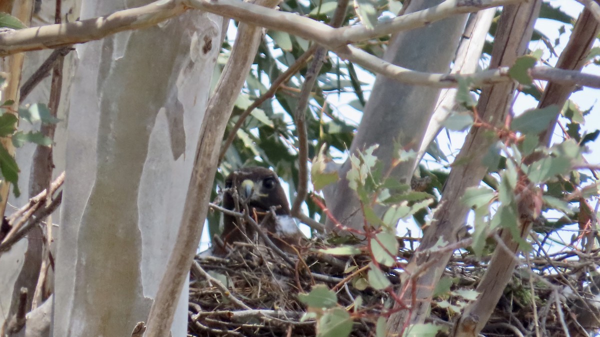 Red-tailed Hawk - ML634272930