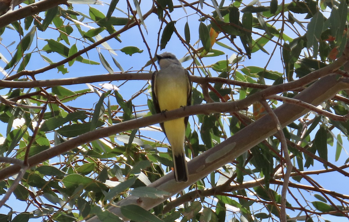 Western Kingbird - ML634272931