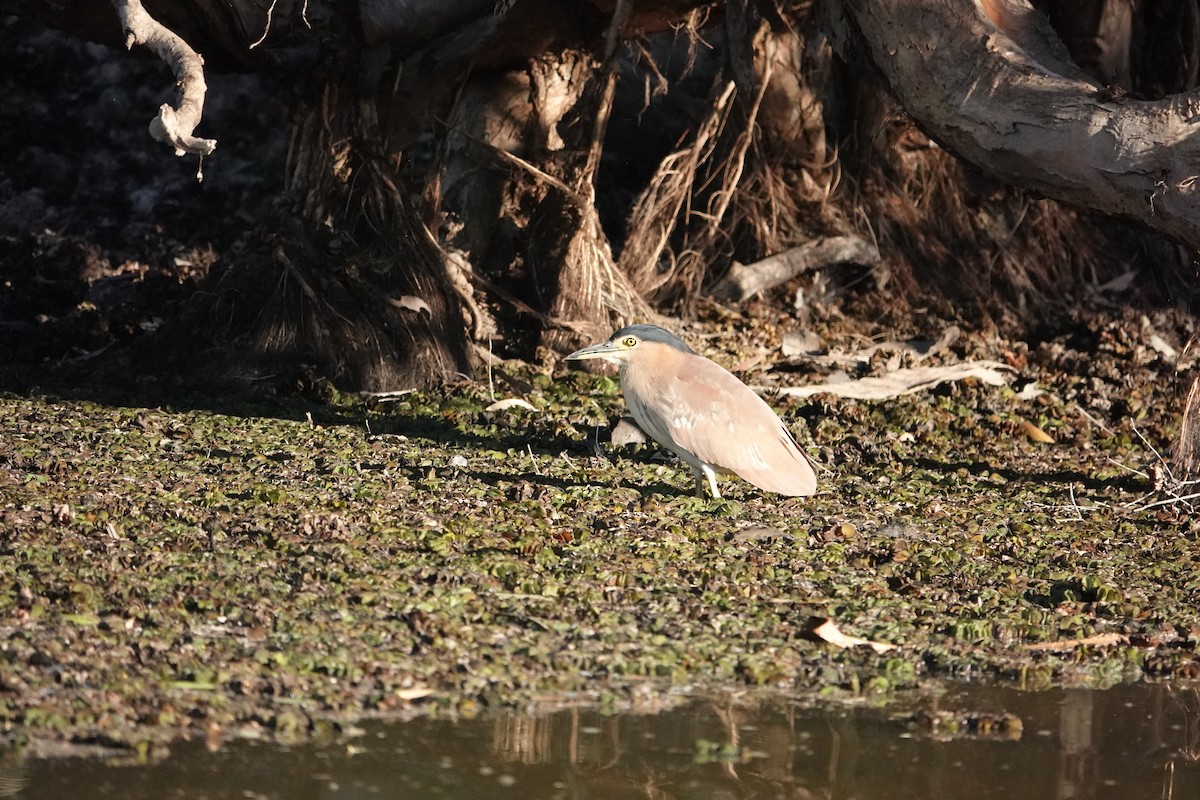 Nankeen Night Heron - ML634272933