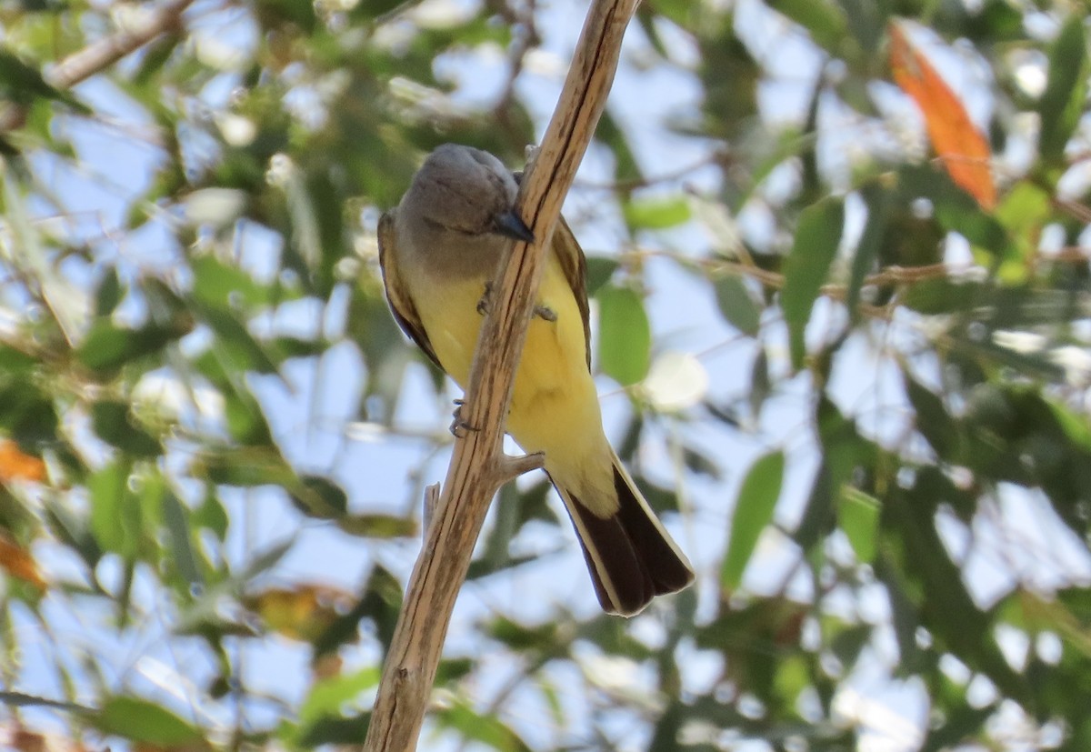 Western Kingbird - ML634272935