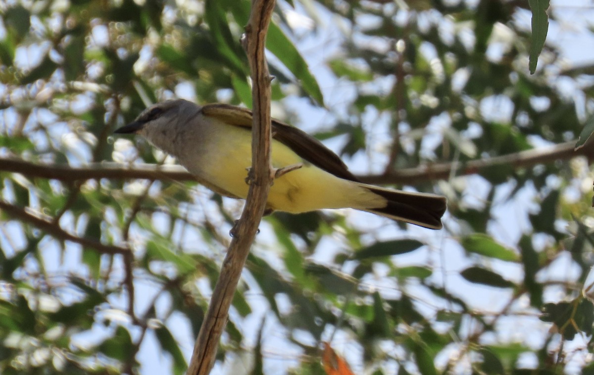 Western Kingbird - ML634272938