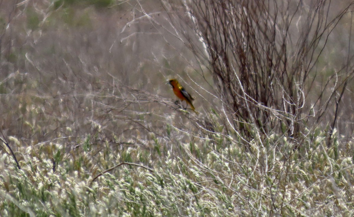 Bullock's Oriole - ML634272941