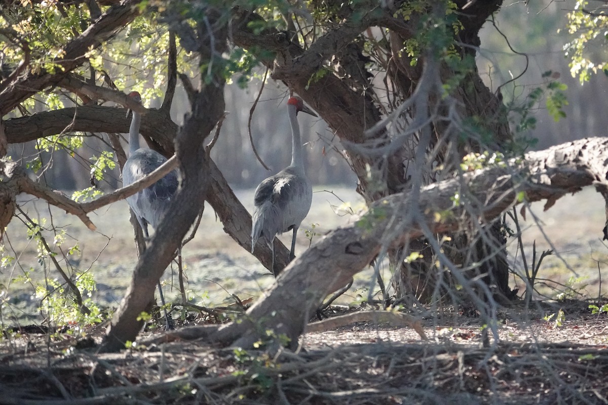 Brolga - ML634272953