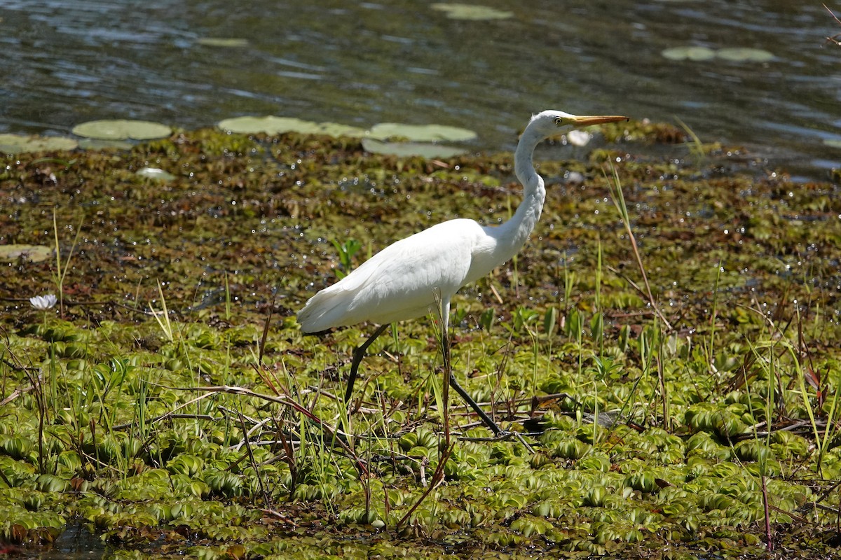 Plumed Egret - ML634272960