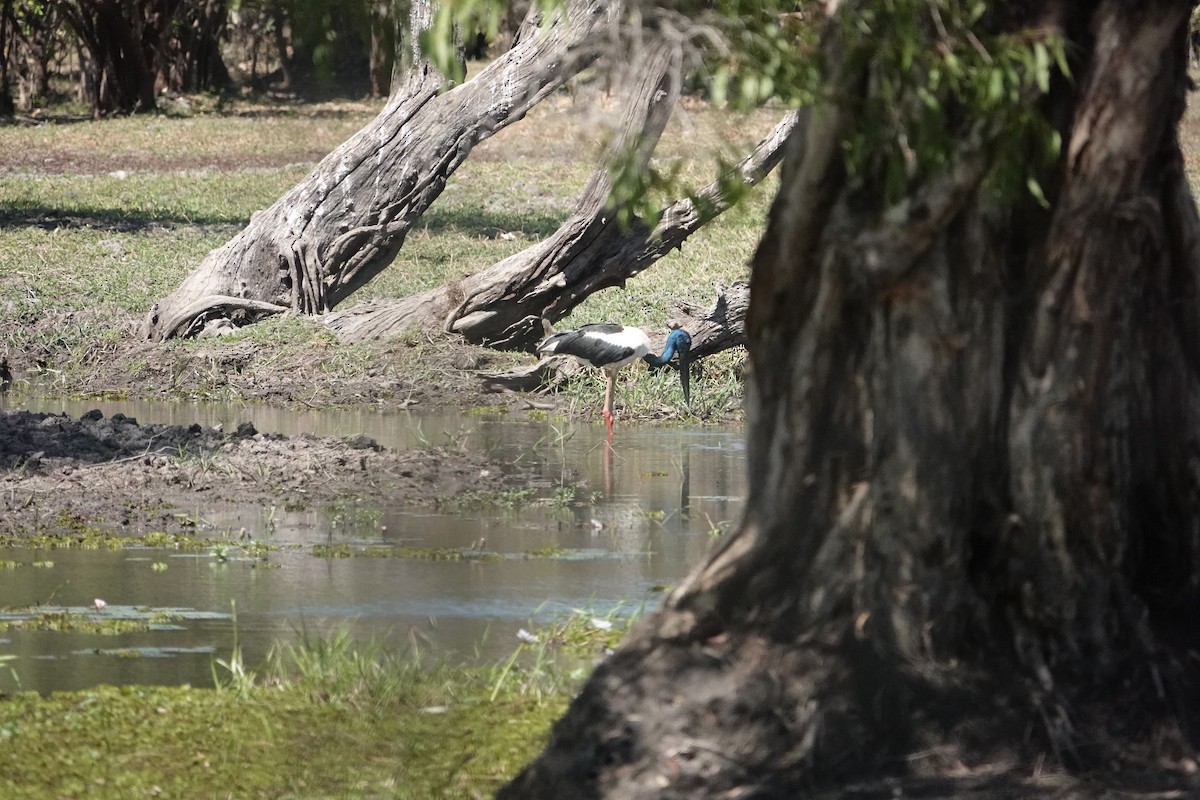 Black-necked Stork - ML634272972
