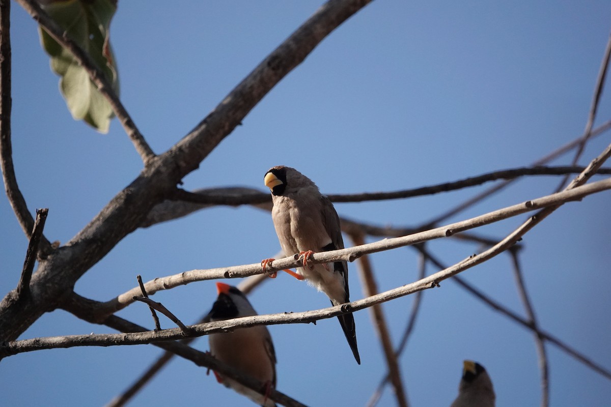 Masked Finch (Masked) - ML634272992
