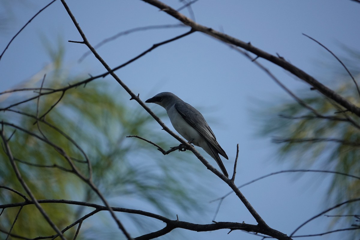 White-bellied Cuckooshrike - ML634273029