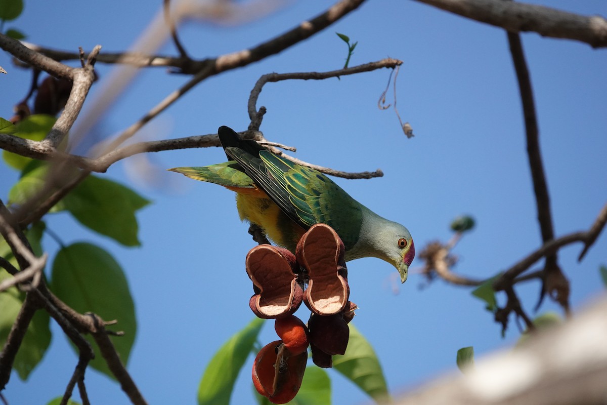 Rose-crowned Fruit-Dove - ML634273040
