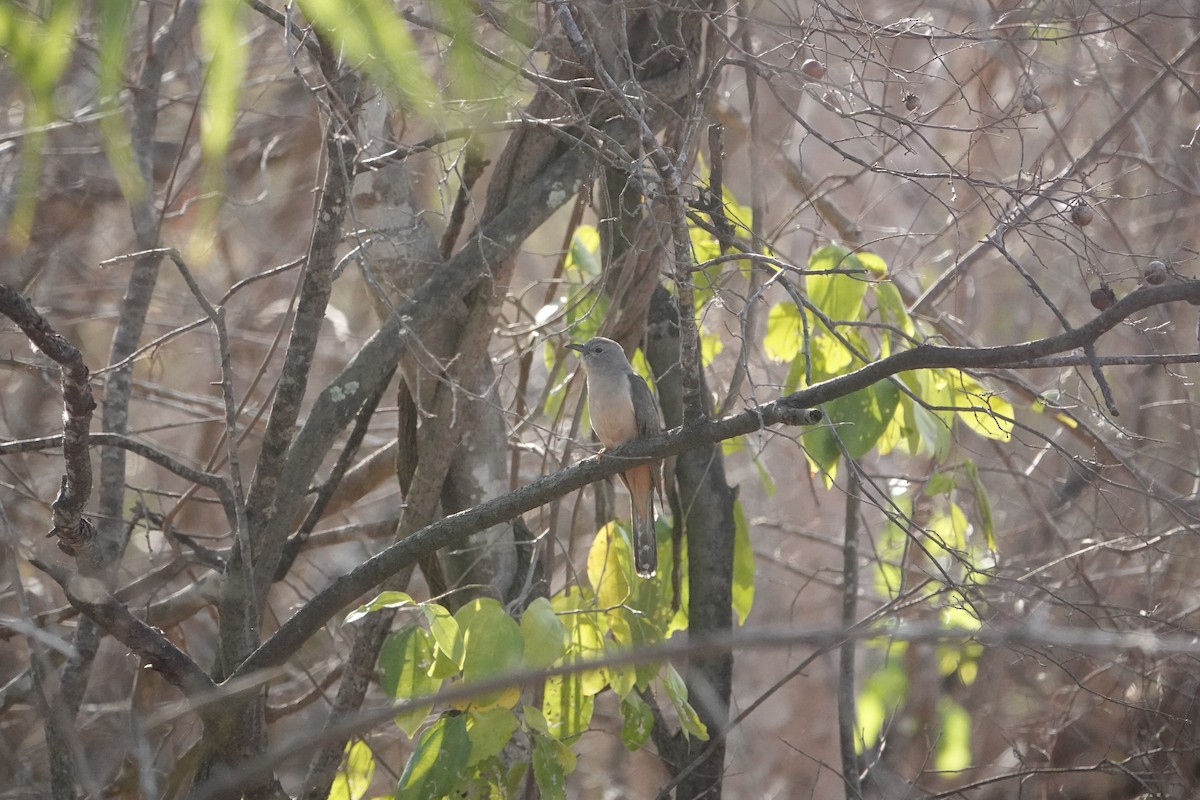 Sahul Brush Cuckoo - ML634273042