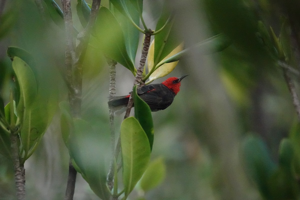 Red-headed Myzomela - ML634273046