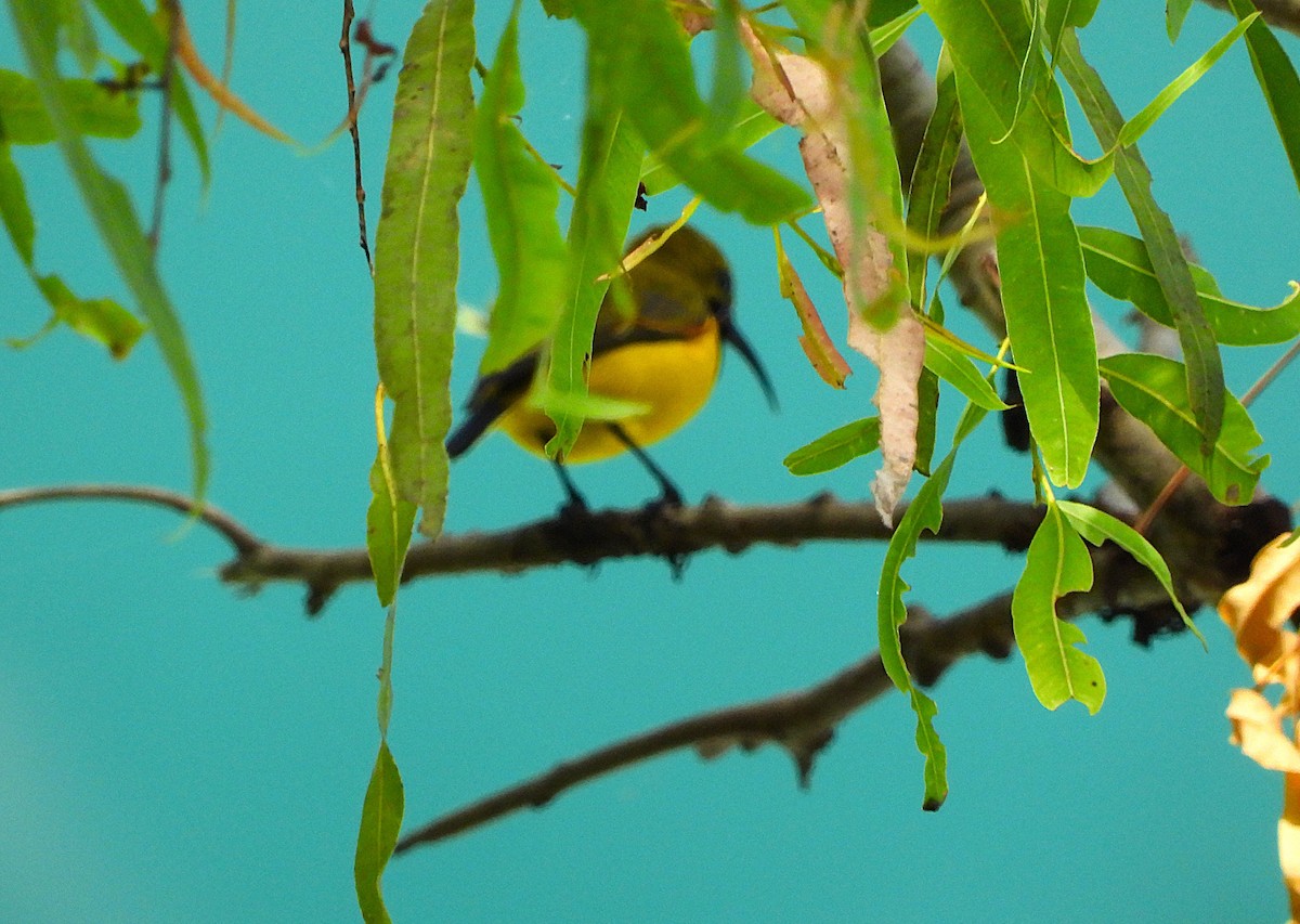 Sahul Sunbird - ML634273081