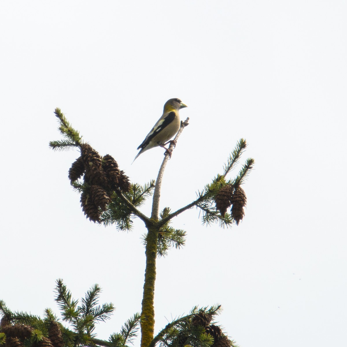 Evening Grosbeak - ML634273112