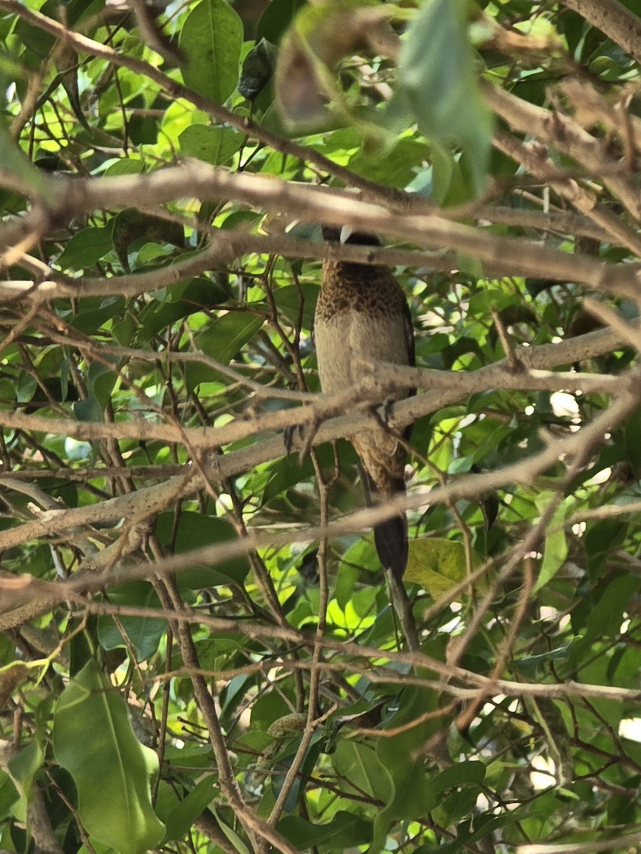 White-rumped Munia - ML634273151