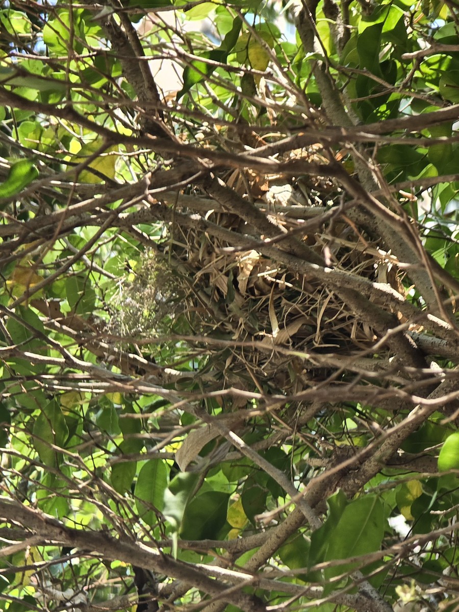 White-rumped Munia - ML634273152