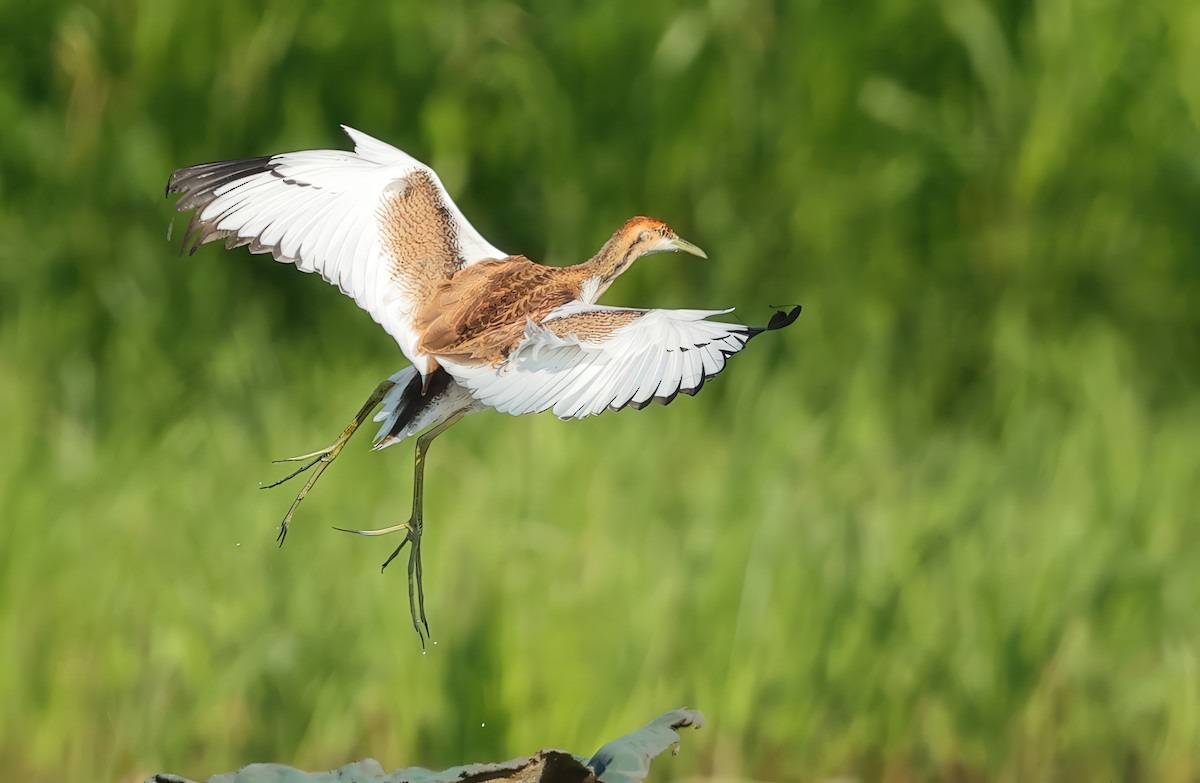 Pheasant-tailed Jacana - ML634273368