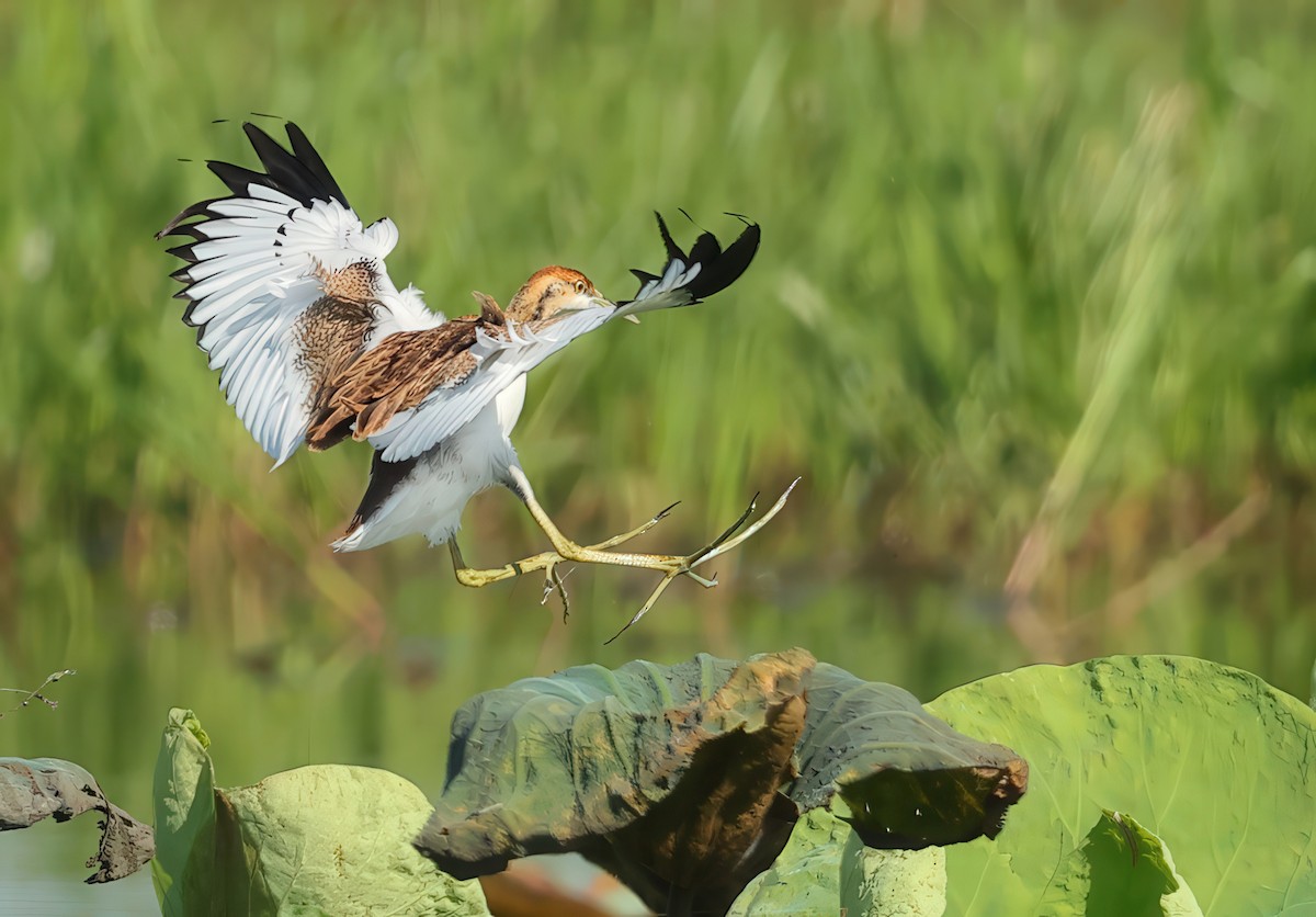 Pheasant-tailed Jacana - ML634273369