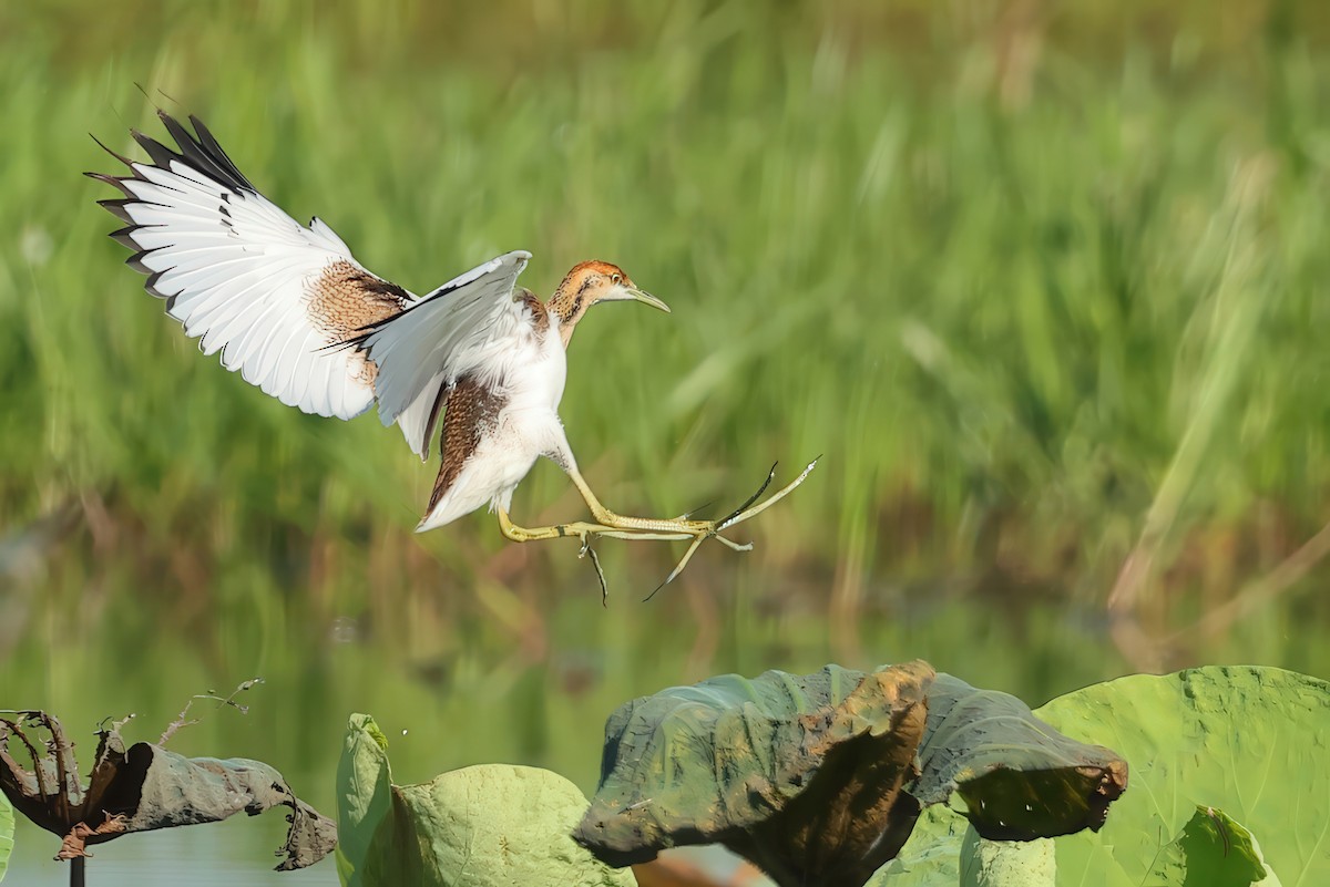 Pheasant-tailed Jacana - ML634273370