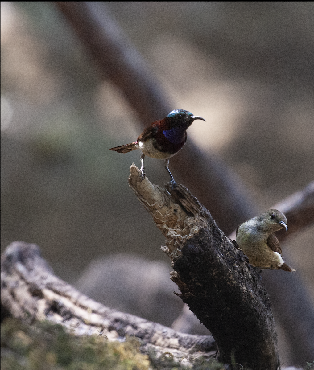 Crimson-backed Sunbird - ML634273449