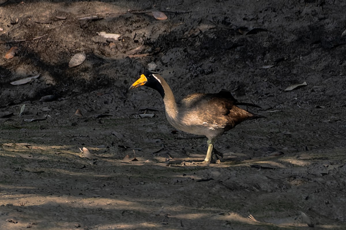 Masked Finfoot - ML634273543