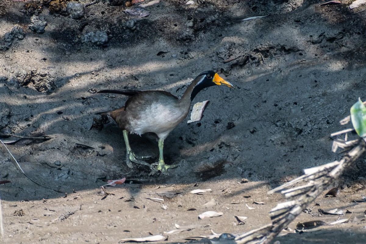Masked Finfoot - ML634273546
