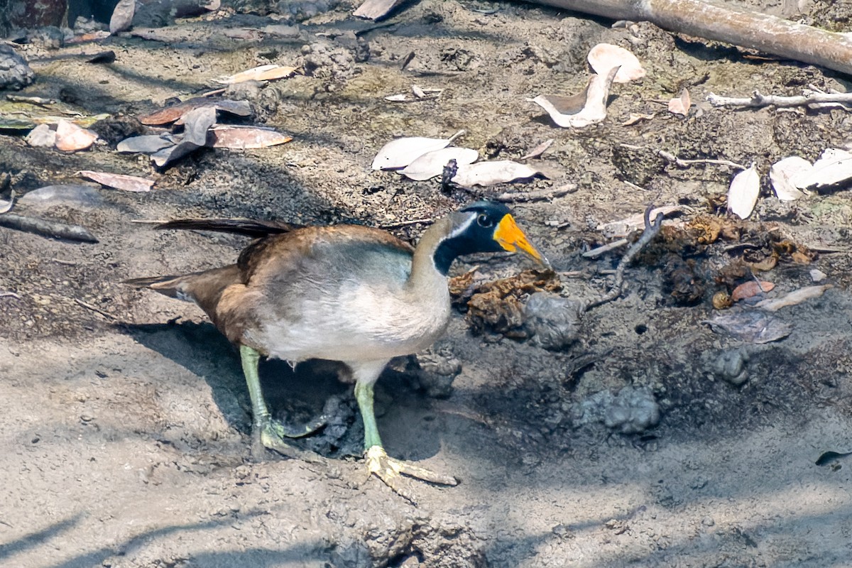 Masked Finfoot - ML634273547